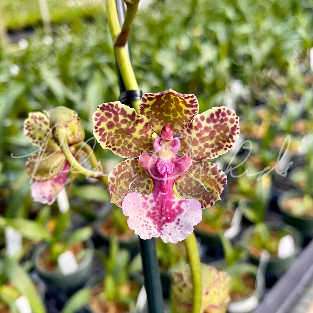 Trt. Ollie Palmer — Palmer Orchids